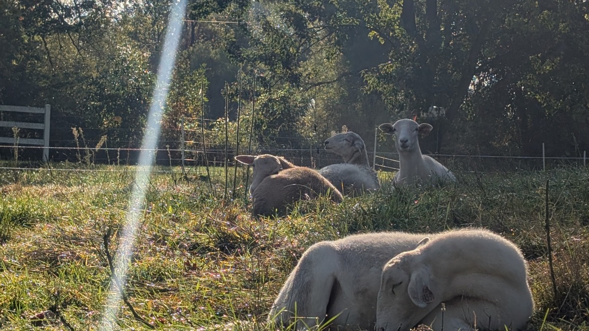 Sheep on our farm. 