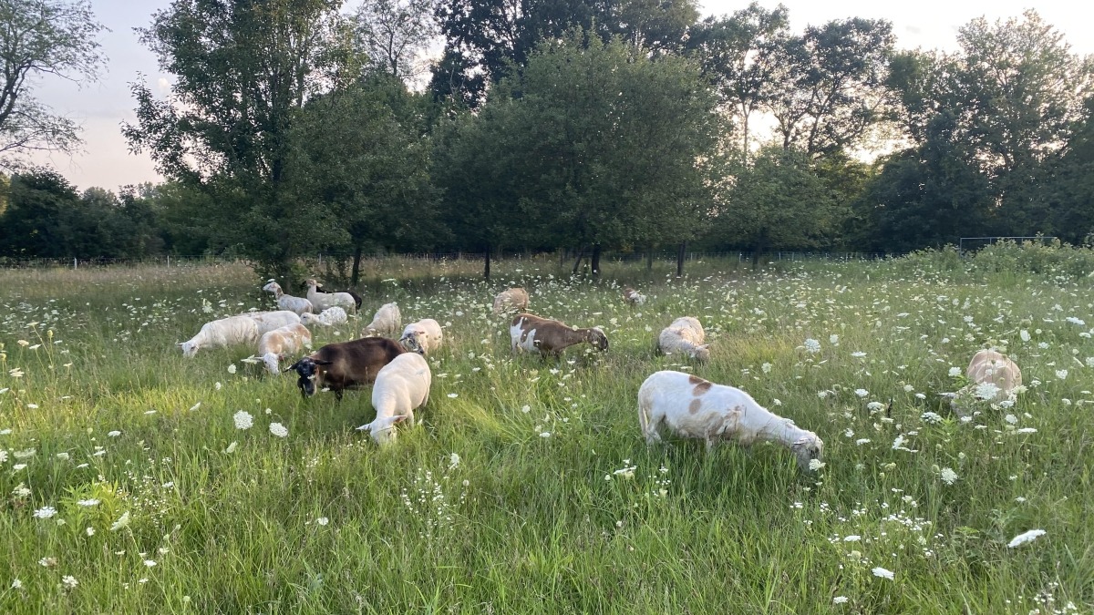 Pastured sheep