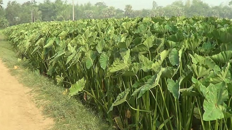 Elephant ears