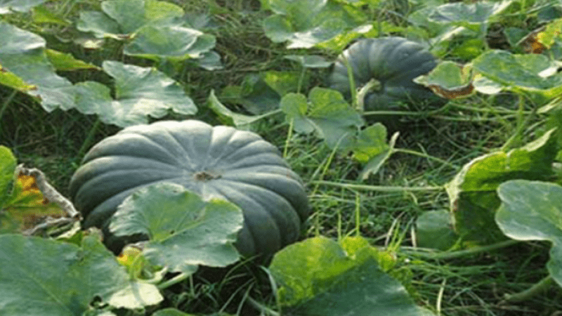 Indian pumpkins 