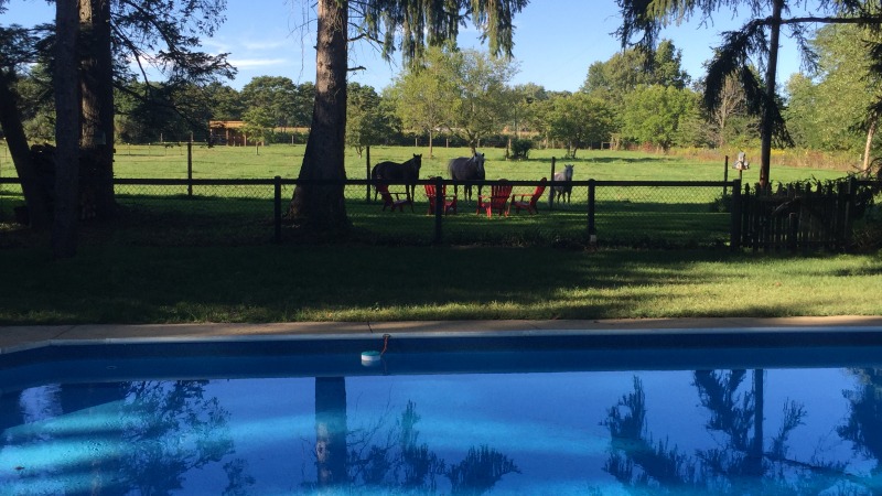 Historic home on 5 acre horse farm