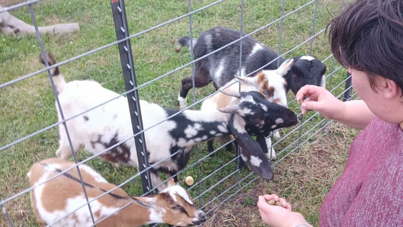 4 baby goats being fed by person