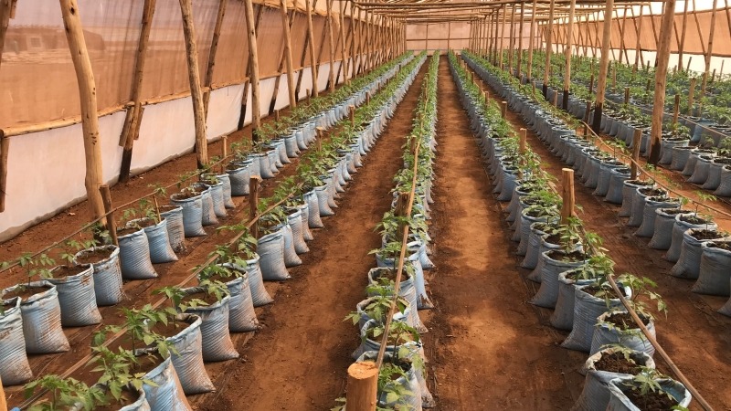 Greenhouse - Malawi, Africa