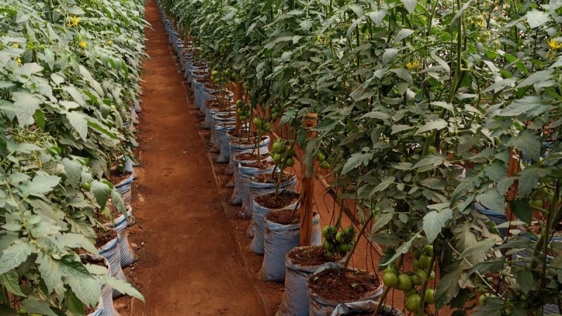 Greenhouse - Malawi, Africa