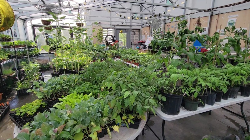 Seedling sale I had 