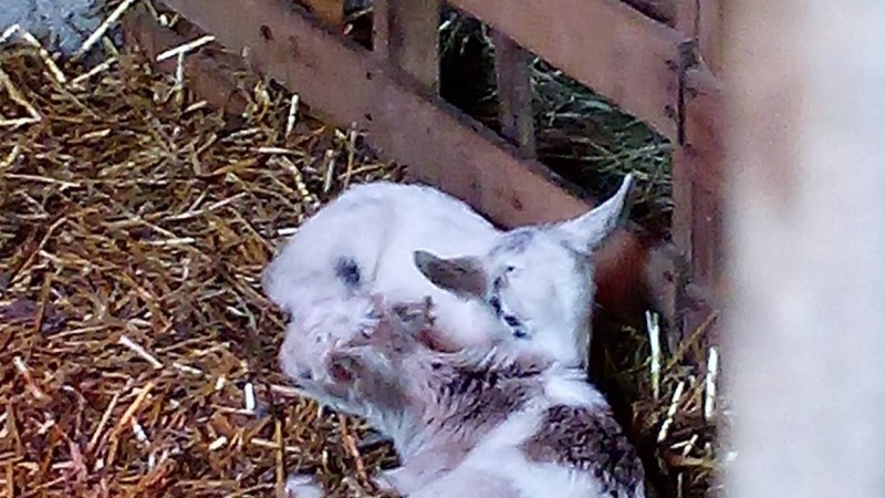 My baby goats