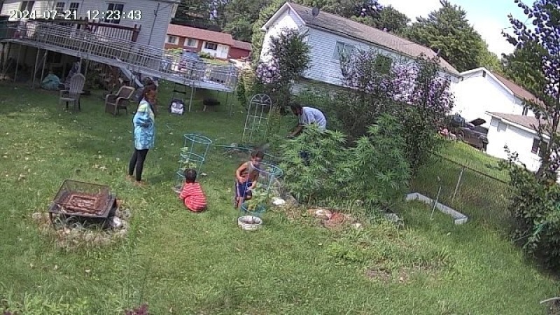 DeVaughn Brooks Sr. and his children pulling weeds in the garden on July 21, 2024.