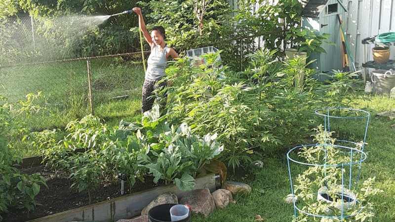 Demaaj Brooks watering some fruits vegetables and cannabis on July 15, 2023.