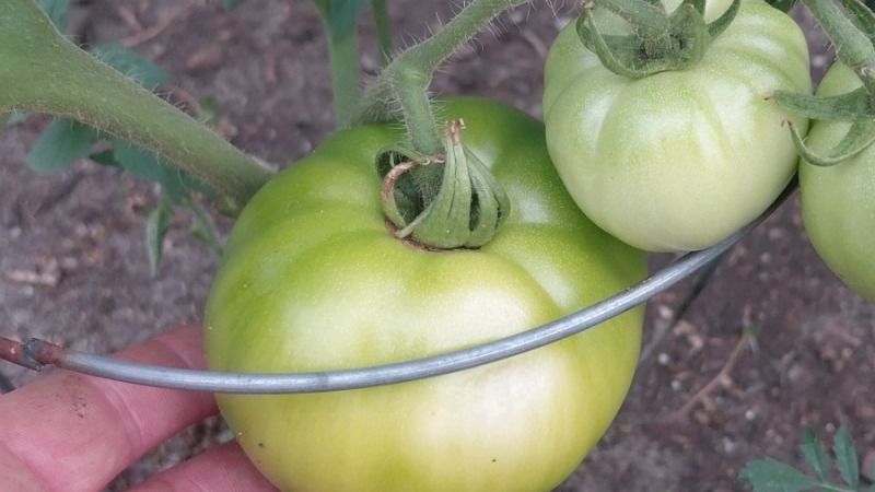 From community garden plot