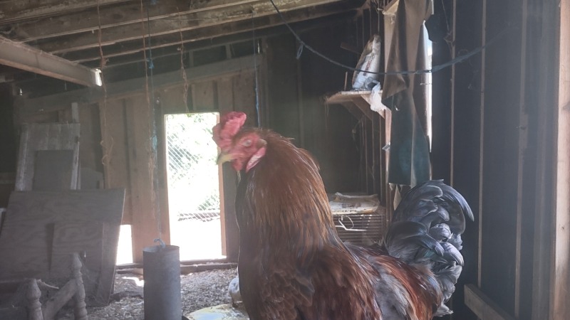 Chickens
