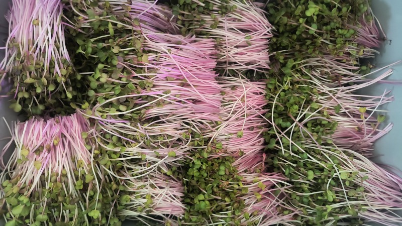 Freshly harvested Diakon radish microgreens 