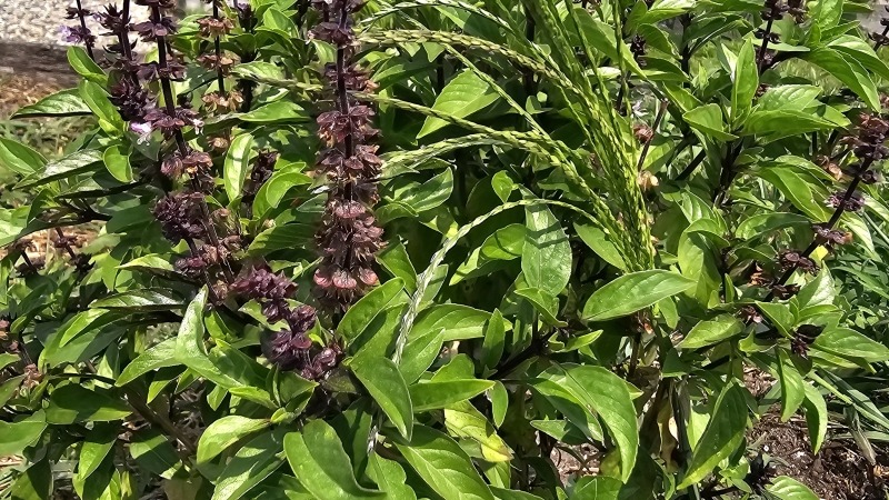 Thai Basil