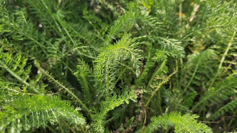 Yarrow