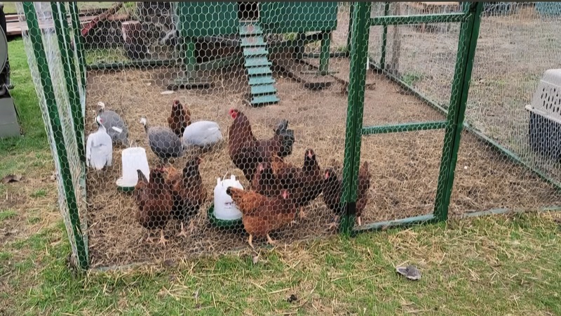My flock of chickens and guinea fowl