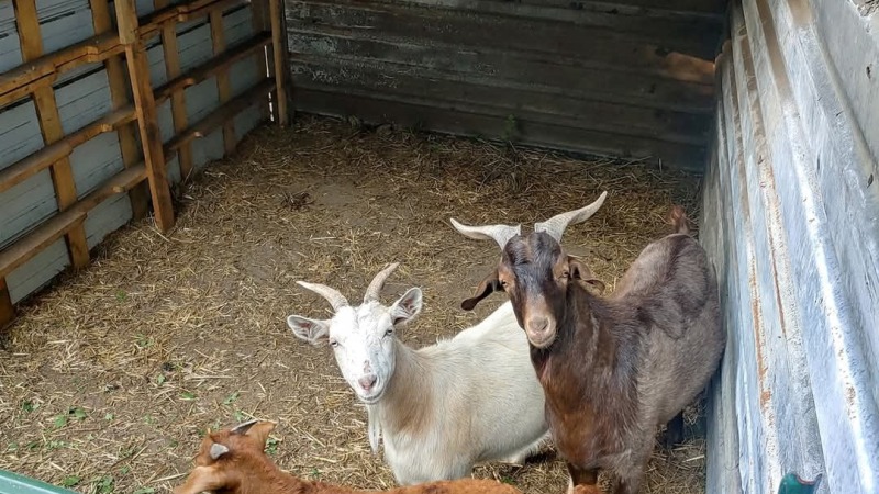 My small herd