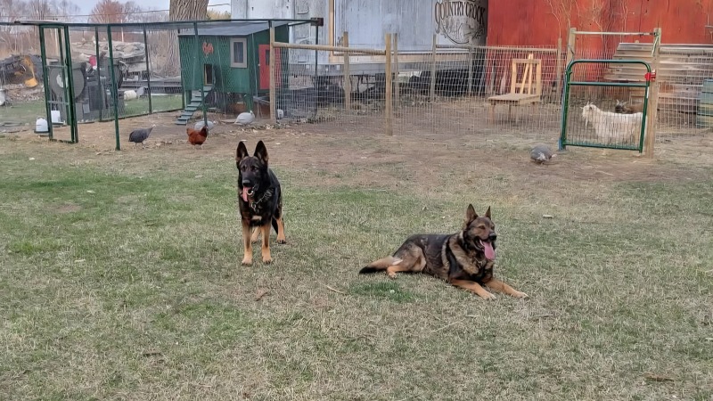 Chicken coop, goats, and dogs