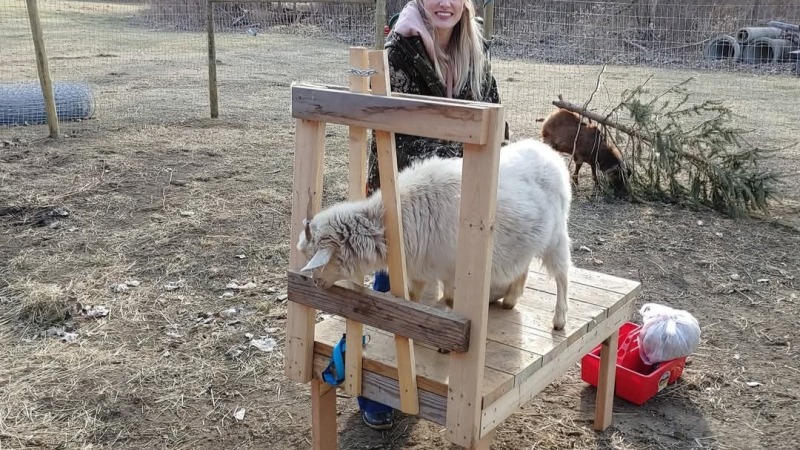 Combing cashmere off my cashmere goats