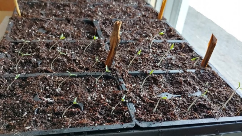 Starting some seeds