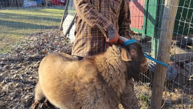 Hoof maintenance on the big guy