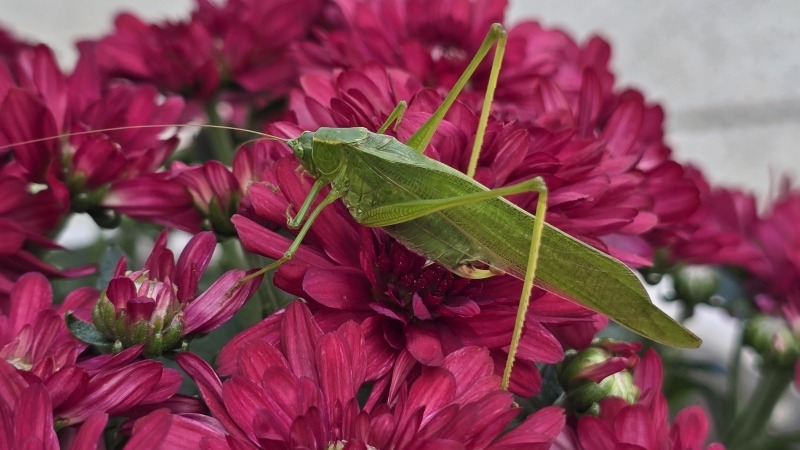 A grasshopper enjoying the fall mums!