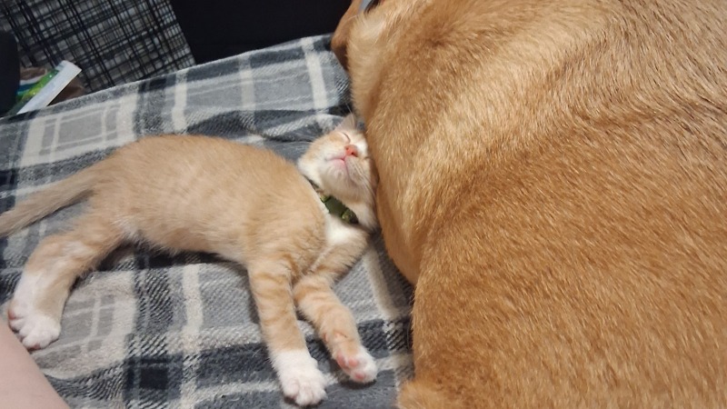 Our dog totoro laying with tibbs they are very close 