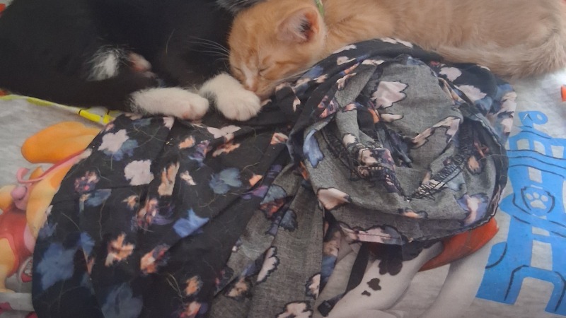We love animals and added 2 new kittens to the family Umi black and white then the orange is tibbs