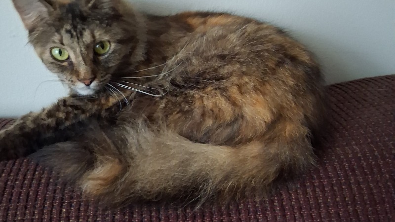This is our oldest cat Sakura she was a gift from my husband to me when we got together 