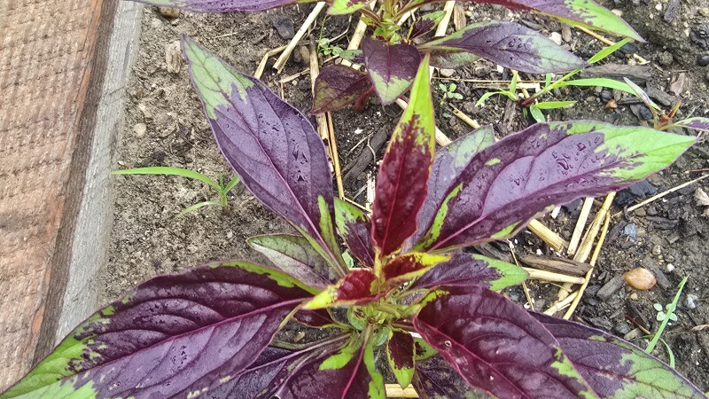 Spinach