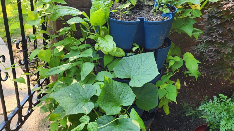 Cucumber plant along with bean plants and herbs.