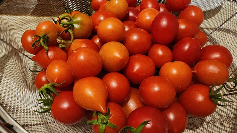 Cherry Tomatoes 