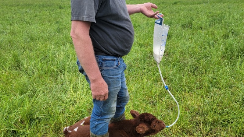 Ijme has a degree is Animal Science from the Netherlands. We do a lot on our own with the cattle.  But we of course love our local vets and work with them when we need help.  
