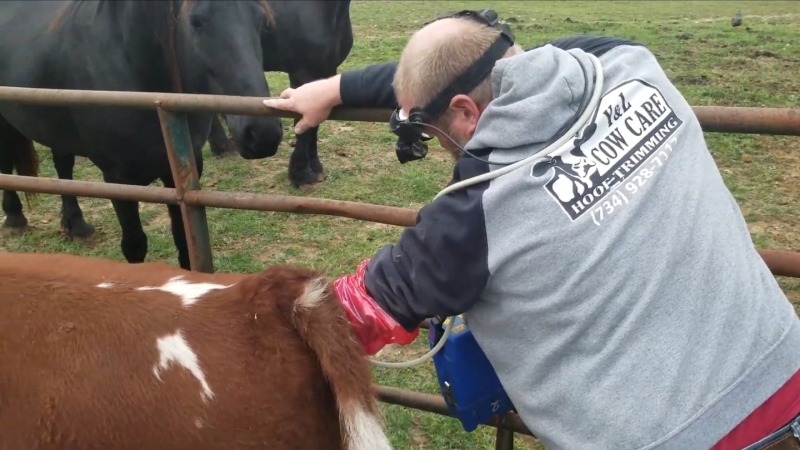 We do our own AI breeding, so rarely have a bull on-site. We preg-pheck our own herd using an ultrasound. 