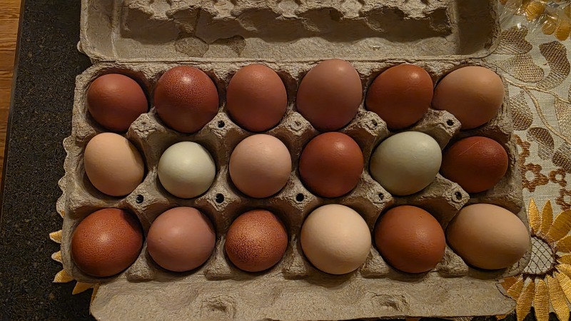 Eggs from our chickens