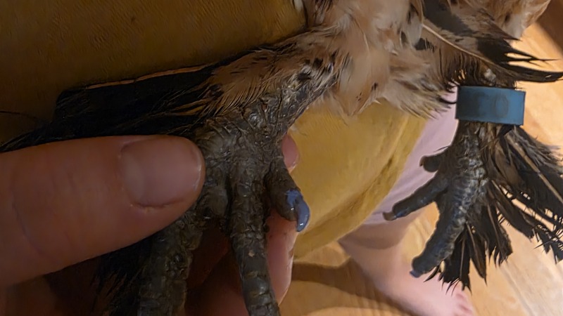 Painted nails again