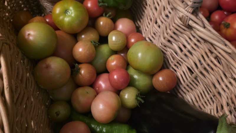 Garden harvest 