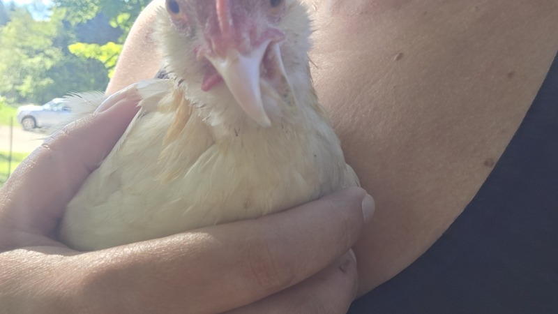 Beaker, my cross beak rooster