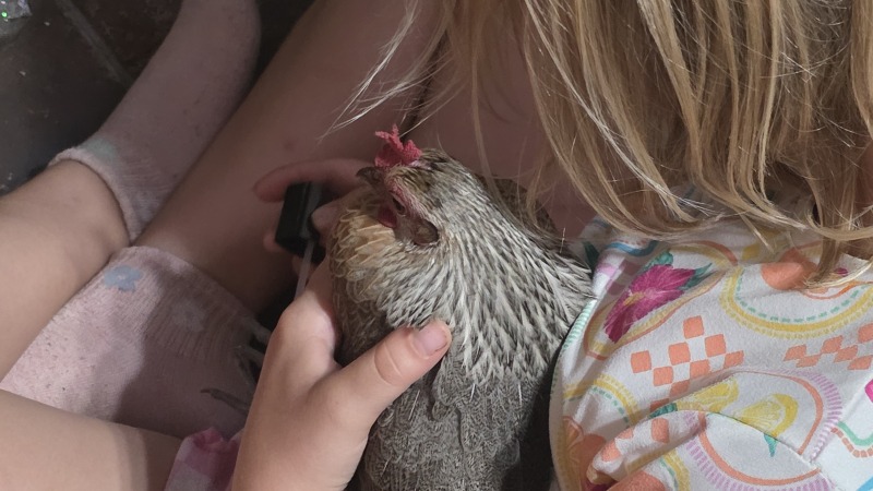 Daughter painting chickens nails