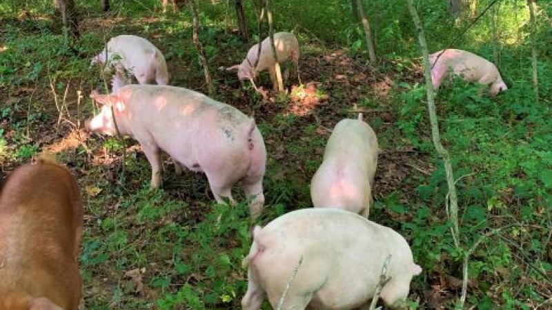 Pigs Foraging in Silvopasture (Photo Credit Cedar Valley Farms)