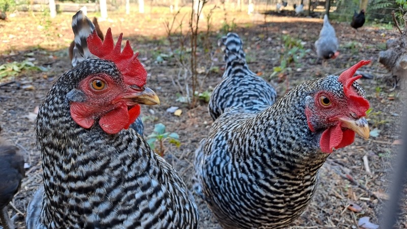 layer hens 
