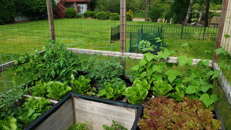 Part of my Vegetable Garden