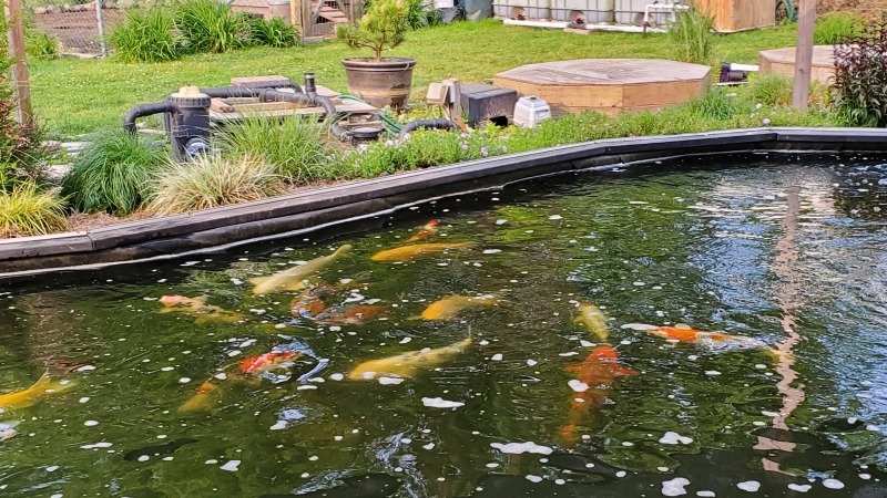 This has been a hobby of mine . They are Japanese koi.