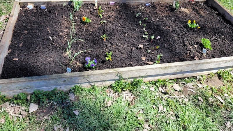 Raised bed garden I help plant
