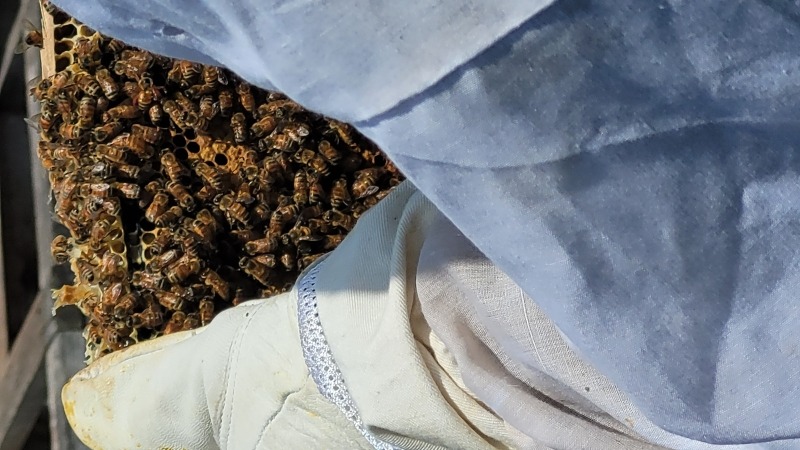 Learning about Bee keeping and the importance of pollination 