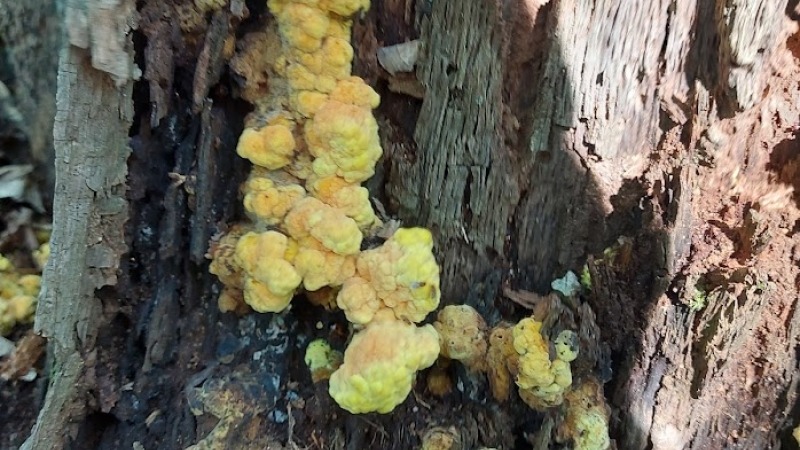 Young Chicken of the Woods