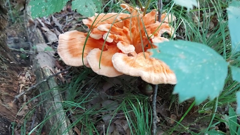 Chicken of the Woods