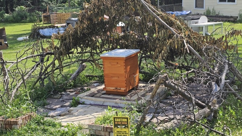 the hive 