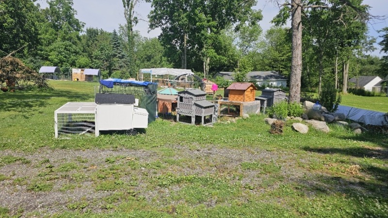 the chicken couples dwellings 