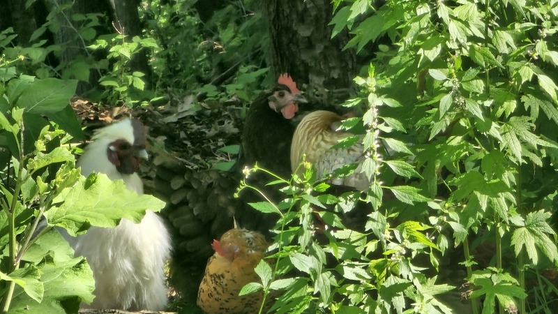 rocky the rooster with his ladies.