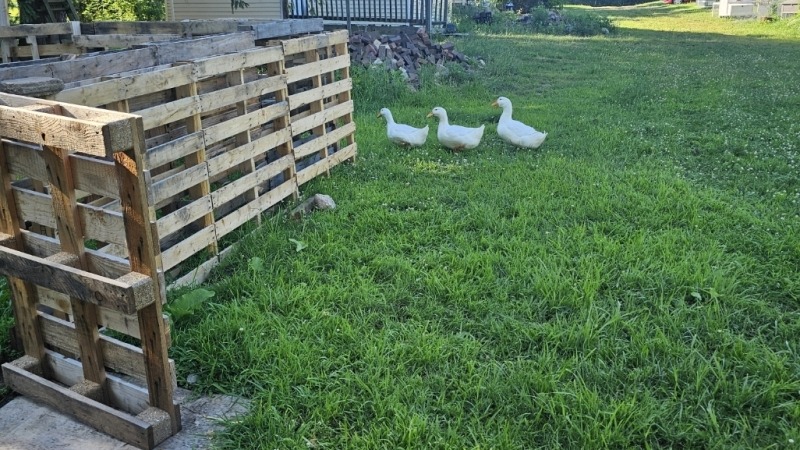 the pekin ducks getting there s.... in a row.