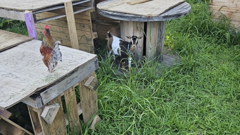 bella and steva the house rooster.